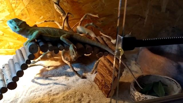 Террариум для бородатой агамы. Все что нужно знать смотреть онлайн