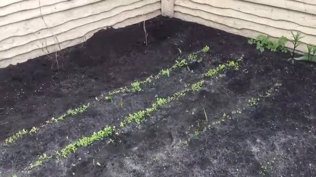 Посадка резом хмеля смотреть онлайн