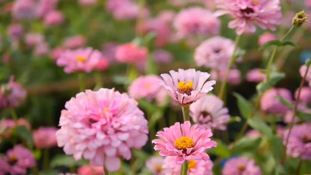 🍀Мантра Аджей Алей наповнення благодаттю🍀🙏#mantra #мантра #ajai смотреть онлайн