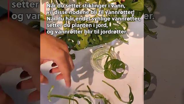 Hvordan Beskjære Monstera? смотреть онлайн