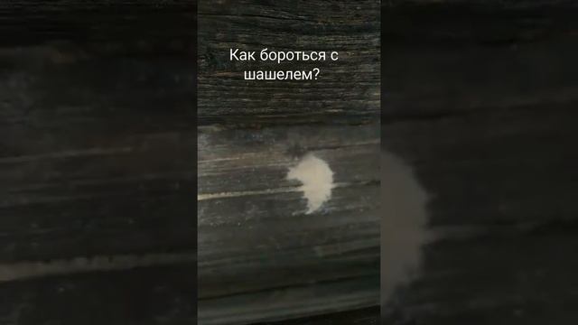 НУЖНА ПОМОЩЬ как бороться с шашелем? смотреть онлайн