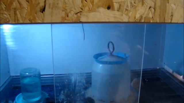 Ретро брудер из бабушкиного комода//Сельское подворье на Урале// смотреть онлайн