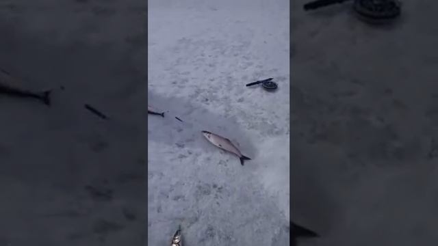 Продолжение клева омуля.