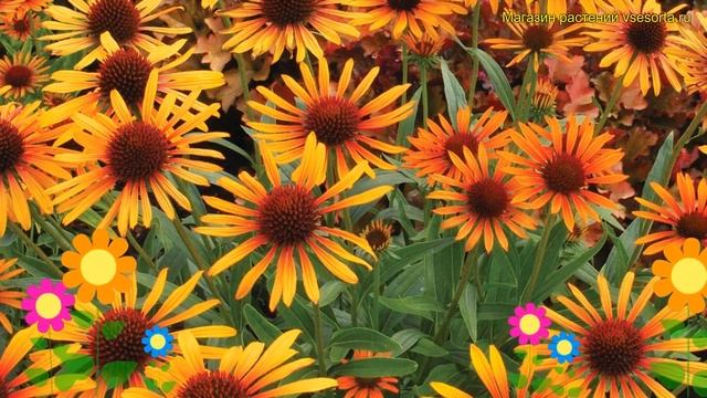 Эхинацея пурпурная Флейм Тровер. Краткий обзор, описание echinacea purpurea Flame Thrower смотреть онлайн
