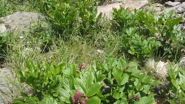ВНИМАНИЕ ОПАСНОСТЬ! ЯСЕНЕЦ (Dictamnus) Неопалимая купина смотреть онлайн