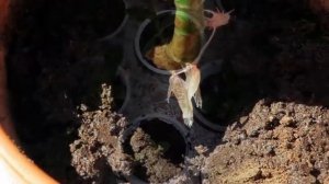 Размножаем Толстянку! Способы размножения Денежного Дерева!