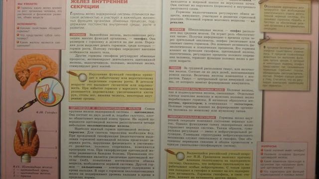 Биология (Л.Н.Сухорукова) 8к §54 Строение и функции желёз внутренней секреции смотреть онлайн