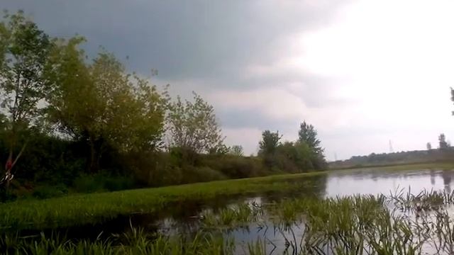 Телорез обыкновенный, или алоэвидный — Stratiotes aloides L смотреть онлайн