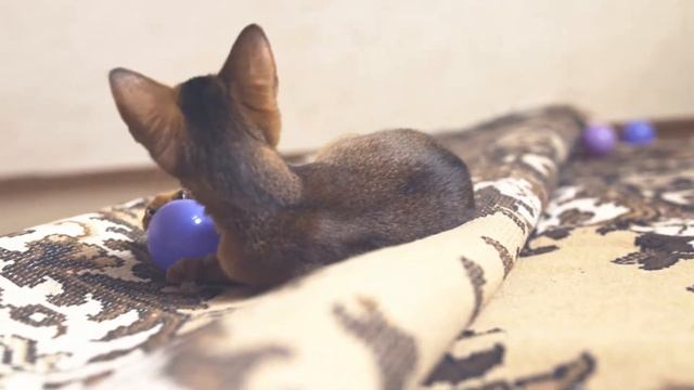 Абиссинские котятки 1 смотреть онлайн