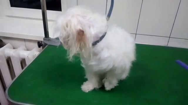 Домашняя стрижка мальтезе смотреть онлайн