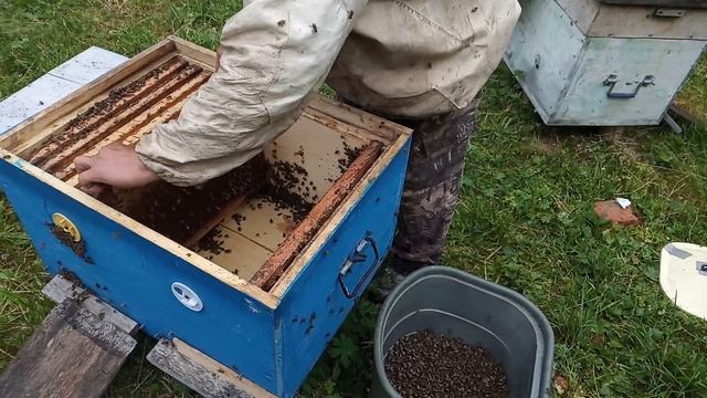 Заселяем нуклеусы матками карника : Ф -1 . смотреть онлайн