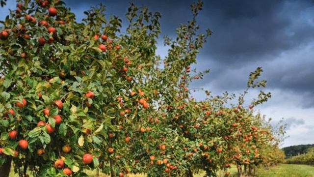 РОСА НА РОЗАХ смотреть онлайн