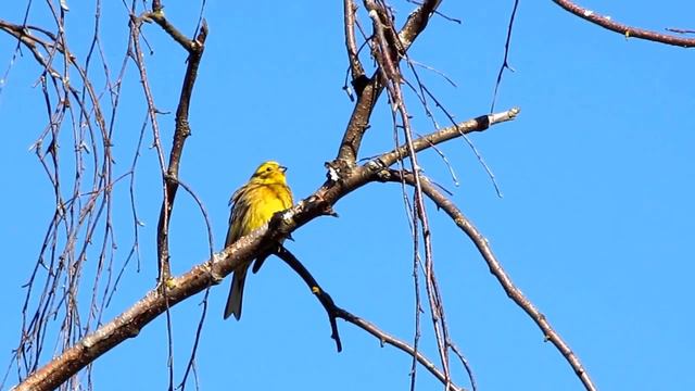 29.04.2016 г., Обыкновенная овсянка, Emberiza citrinella, песня, смотреть онлайн
