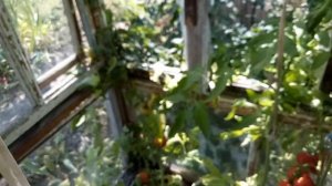 Обзор томата Торбей F1  Скоро сезон помидоров, на заметку