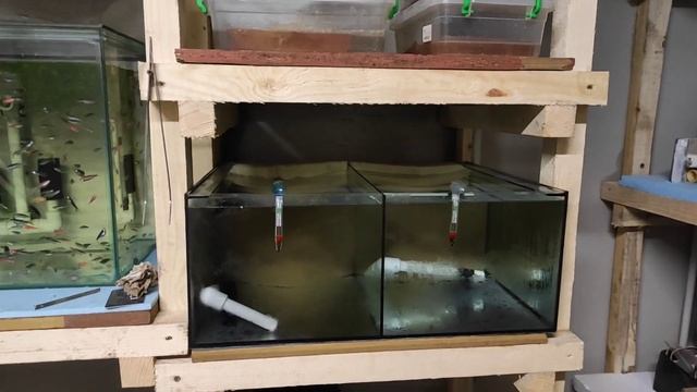 Ещё два аквариума и аулофорус в новом помещении... смотреть онлайн