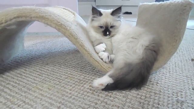 невская маскарадная кошечка смотреть онлайн