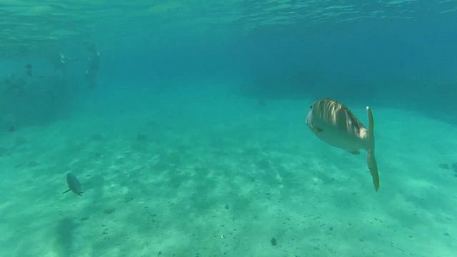 Снорклинг в Красном море, коралловые рифы смотреть онлайн