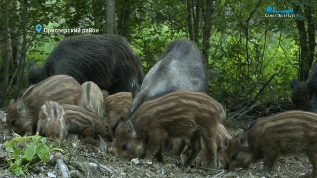 Красная утка в Парке Победы и семейство кабанов в Приозерском районе смотреть онлайн