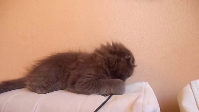 Лунный Эльф смотреть онлайн