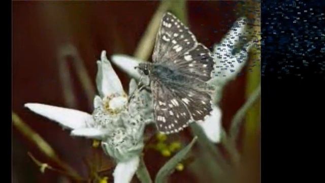 Цветок небес смотреть онлайн