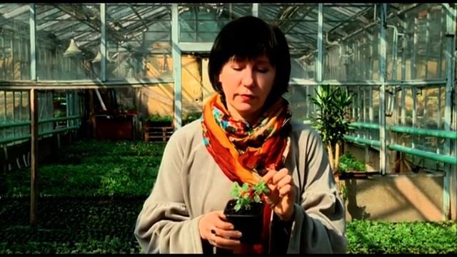 15 05 2018 Госпожа у дачи. Декоративная щепа смотреть онлайн