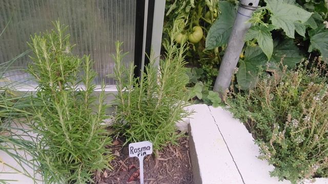 Садик с прянными-лечебными травами лук резанец,pосмарин,базилик №2 смотреть онлайн