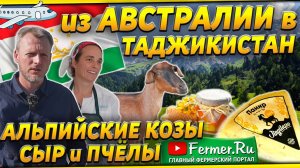 Как австралийцы разводят альпийских коз в Таджикистане. Доильный зал для коз и сыр из козьего молока