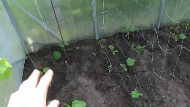 ЧТО ДЕЛАТЬ ЧТОБ РАССАДА БЫСТРО ПРИЖИЛАСЬ. ЧЕМ УДОБРЯТЬ РАССАДУ. смотреть онлайн