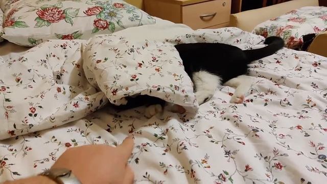 19 Из жизни Маруси Открыт новый вид. Землеройка смотреть онлайн