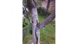 Почему трескается кора у черешни и других деревьев.