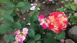 САМЫЕ УСТОЙЧИВЫЕ И ОБИЛЬНО ЦВЕТУЩИЕ РОЗЫ ДЛЯ ПОДМОСКОВЬЯ, СЕВЕРО-ЗАПАДНОЙ ЧАСТИ РОССИИ