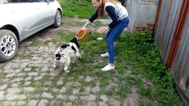 Русский охотничий спаниель играет.