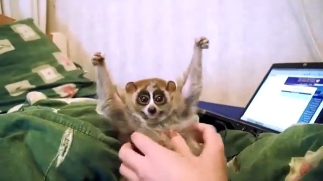 Лори милашные животные с большими глазами смотреть онлайн