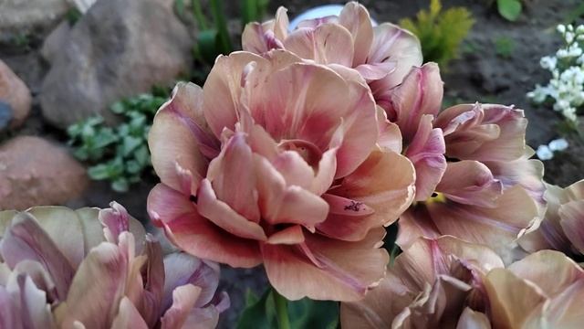 тюльпан Ла Бель Эпок смотреть онлайн