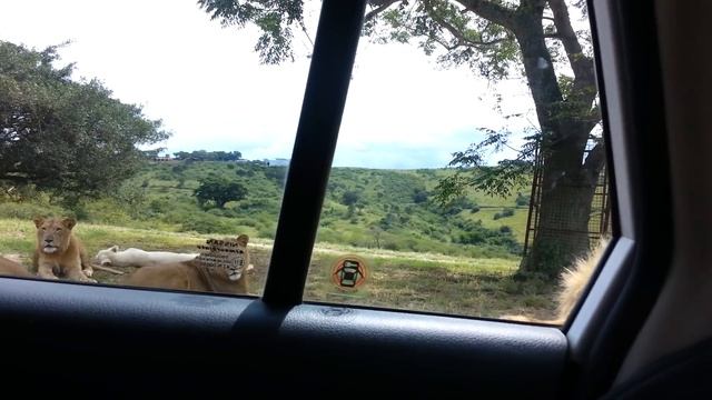 Lion opens car door смотреть онлайн