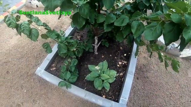 #летний уход за волосами от Londa#любимый уголок в саду#стройка бани продолжается смотреть онлайн