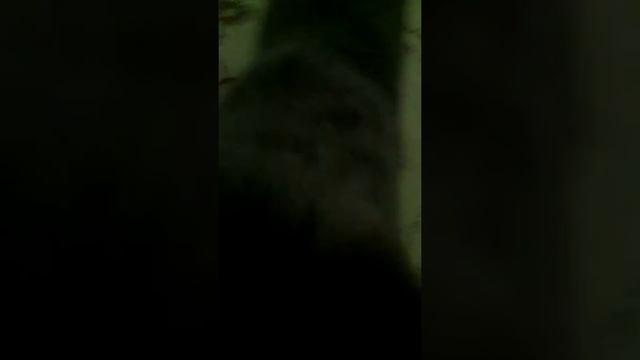 Как заставить кошку играться. Неожиданно играется странно смотреть онлайн