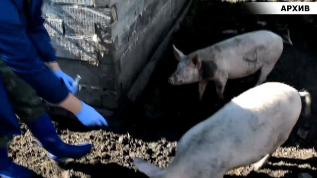 Ветеринары Саяногорска призывают привить домашних животных от бешенства смотреть онлайн