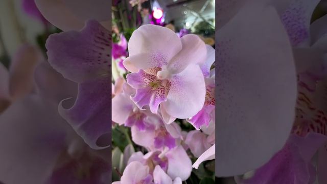Phalaenopsis Big Lip Ebro Фаленопсис Биг Лип Ебро смотреть онлайн
