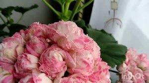 Пеларгония Denise Sutarves, цветение 2022#сочинцы #сортоваяпеларгониявсочи