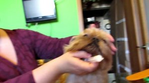 Как дать таблетку собаке. Советы ветеринара.