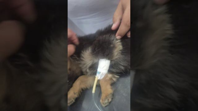 #parvovirus I/v fluid therapy #dehydration #diarrhoea #vomiting #anemia #worms #infestation смотреть онлайн