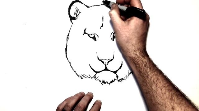 How to Draw a White Tiger | Step By Step смотреть онлайн