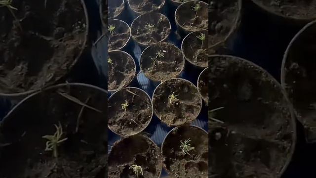 Туя Смарагд ,сосна,ель голубая глаука ,черенкование туя черенкование ель глаука смотреть онлайн