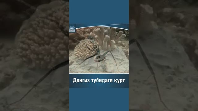 Курт хакида ривоят смотреть онлайн