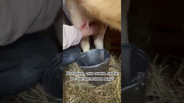 Это мне приходиться делать каждое утро. Ферма смотреть онлайн