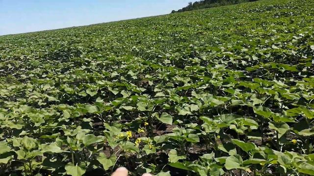 сінгента Сайберік поле 1 смотреть онлайн