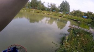 Клариевый сом, что за зверь?