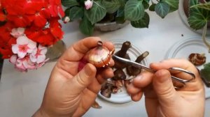 Как очистить луковицы гладиолусов перед посадкой. Важные моменты.