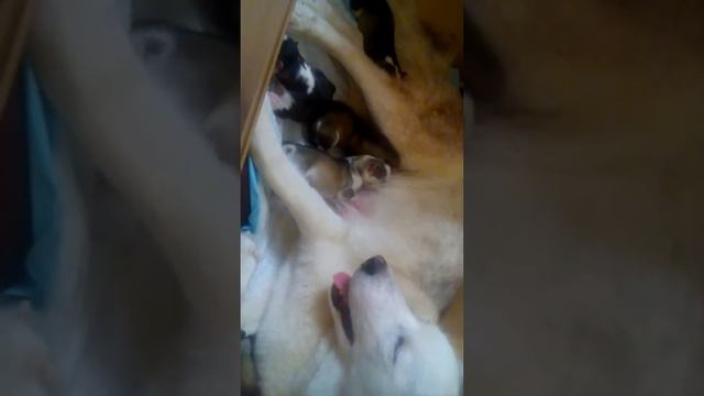 Щенки едят смотреть онлайн